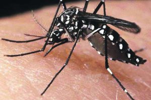 aedes aegypti