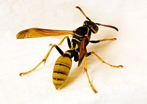 Marimbondo Gigante Asiático