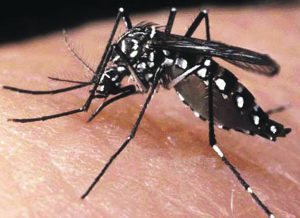 Mosquito da Dengue