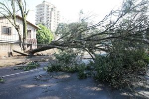 Queda de árvores causado pelas chuvas de verão