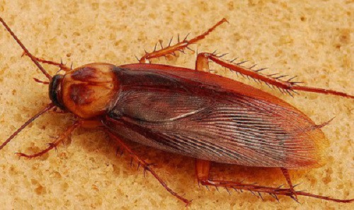 Pragas urbanas mais comuns no Brasil