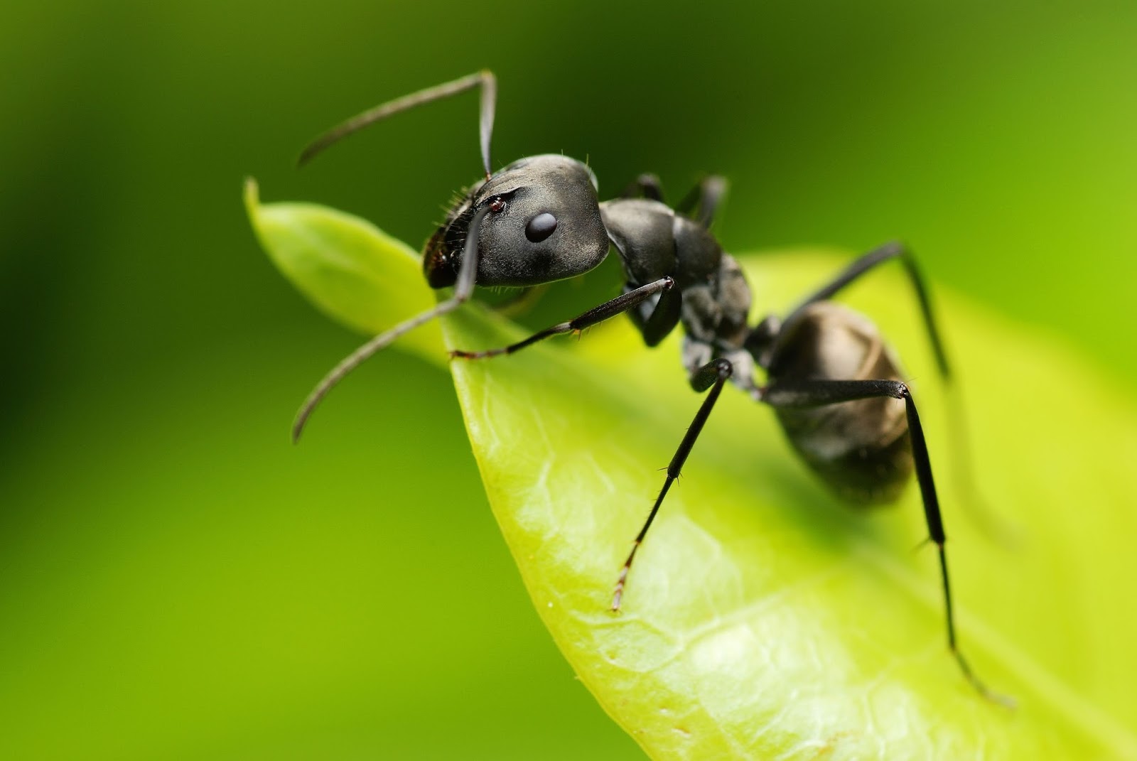 Pragas urbanas mais comuns no Brasil