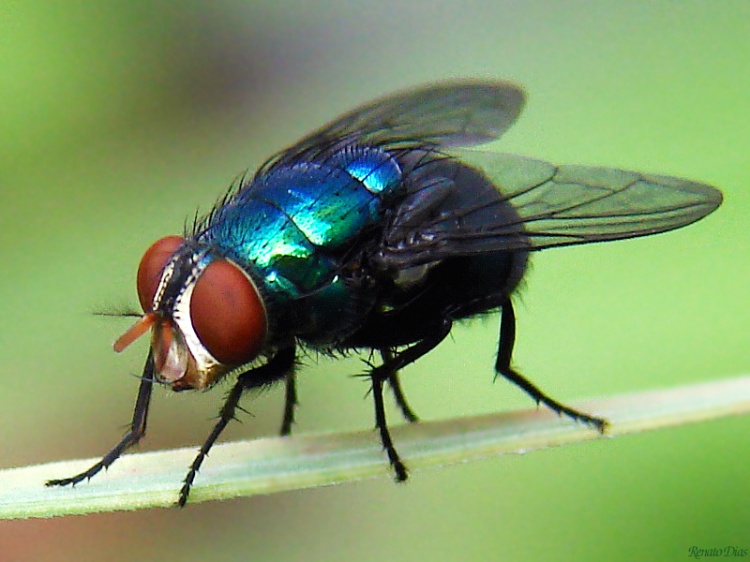 Pragas comuns no Brasil: Mosca