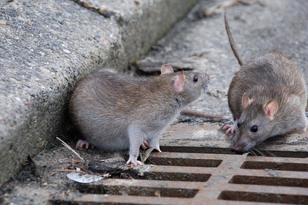 Pragas urbanas mais comuns no Brasil