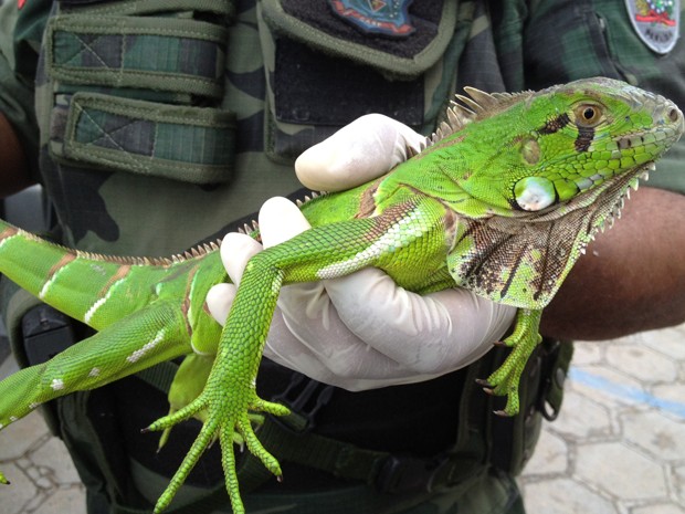 Iguana encontrada na tubulação